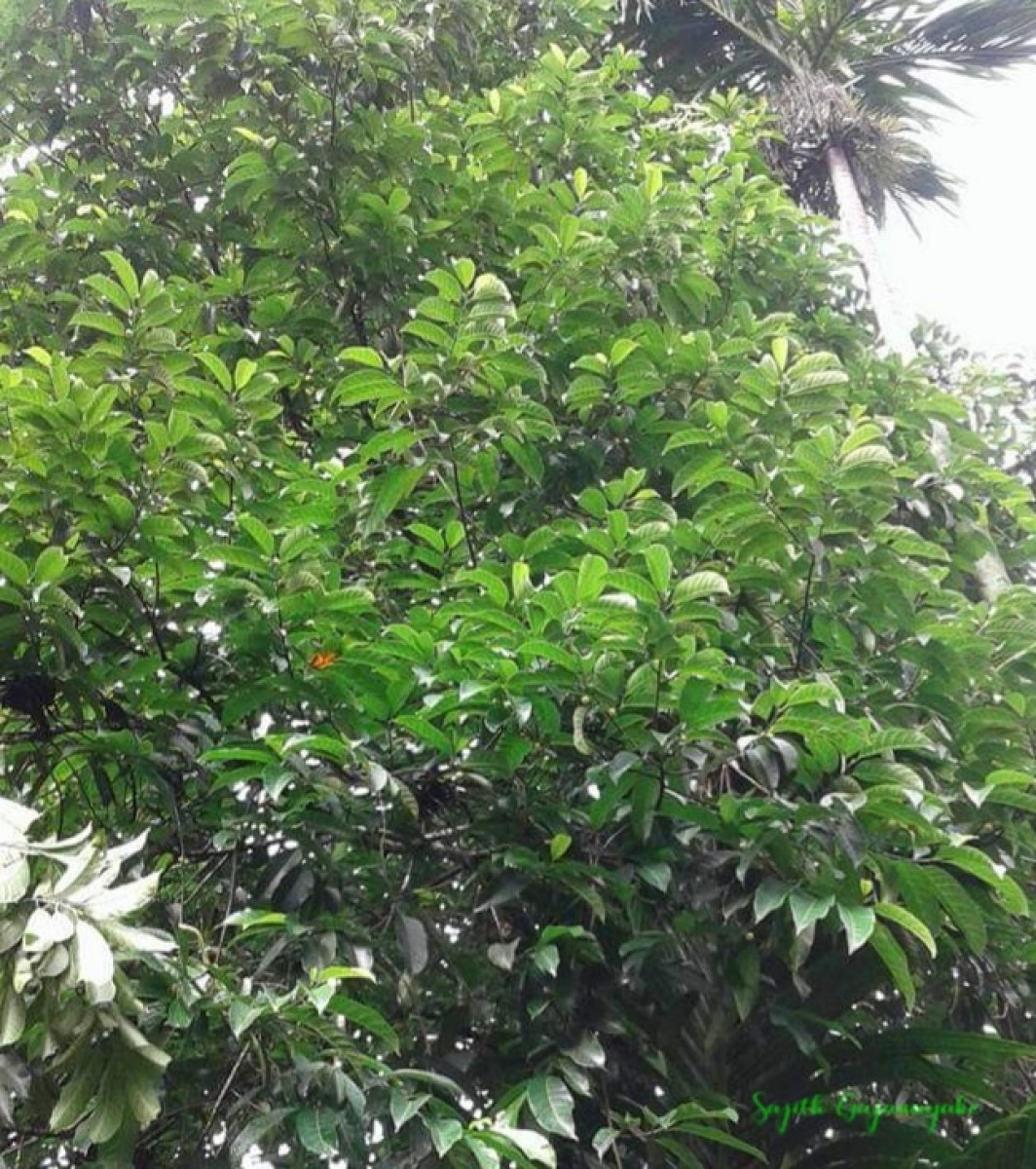 Artocarpus zeylanicus (F.M.Jarrett) E.M.Gardner & Zerega